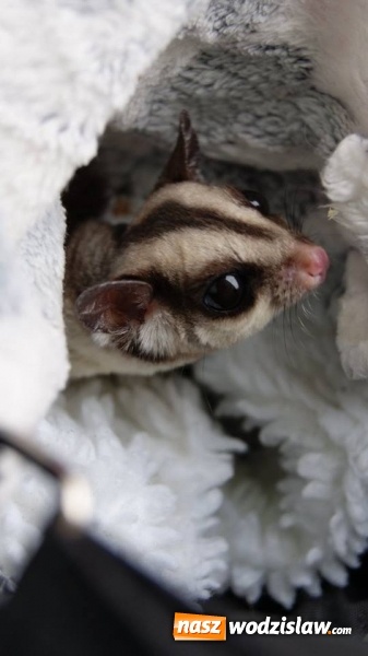 Zdjęcie w galerii na portalu naszwodzislaw.com: Pokaz zwierząt w Rodzinnym Parku Rozrywki wiadomości z regionu