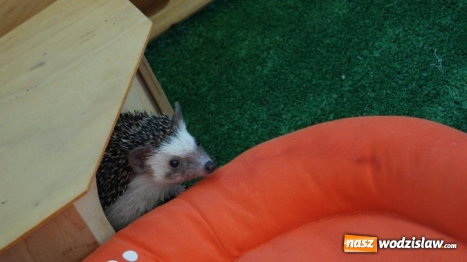 Zdjęcie w galerii na portalu naszwodzislaw.com: Pokaz zwierząt w Rodzinnym Parku Rozrywki wiadomości z regionu