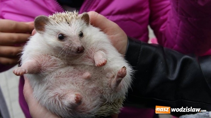 Zdjęcie w galerii na portalu naszwodzislaw.com: Pokaz zwierząt w Rodzinnym Parku Rozrywki wiadomości z regionu