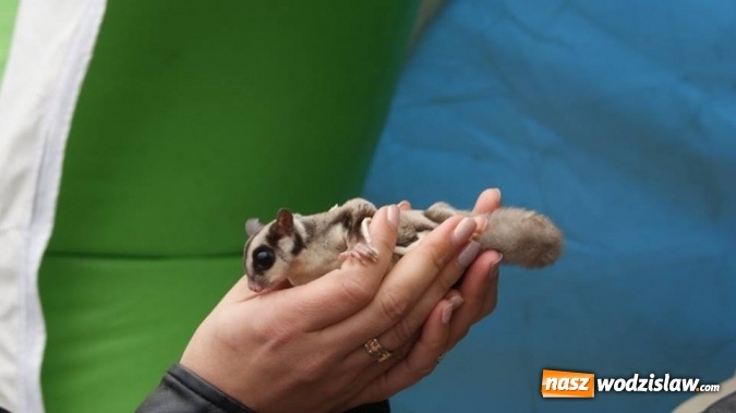 Zdjęcie w galerii na portalu naszwodzislaw.com: Pokaz zwierząt w Rodzinnym Parku Rozrywki wiadomości z regionu