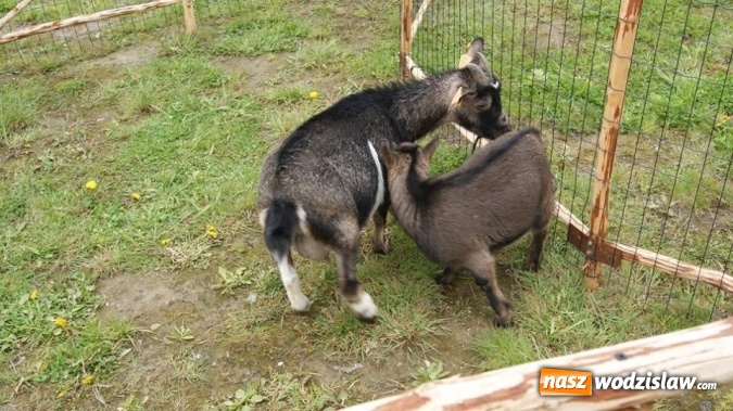 Zdjęcie w galerii na portalu naszwodzislaw.com: Pokaz zwierząt w Rodzinnym Parku Rozrywki wiadomości z regionu