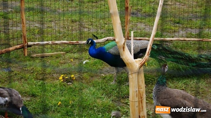 Zdjęcie w galerii na portalu naszwodzislaw.com: Pokaz zwierząt w Rodzinnym Parku Rozrywki wiadomości z regionu