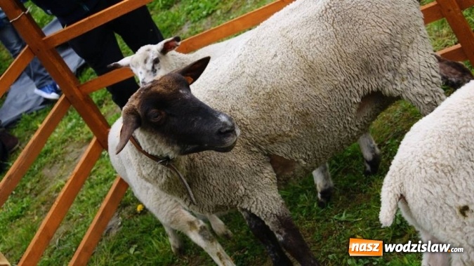 Zdjęcie w galerii na portalu naszwodzislaw.com: Pokaz zwierząt w Rodzinnym Parku Rozrywki wiadomości z regionu