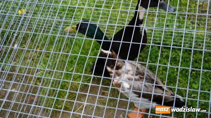Zdjęcie w galerii na portalu naszwodzislaw.com: Pokaz zwierząt w Rodzinnym Parku Rozrywki wiadomości z regionu