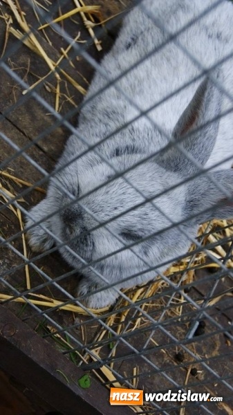 Zdjęcie w galerii na portalu naszwodzislaw.com: Pokaz zwierząt w Rodzinnym Parku Rozrywki wiadomości z regionu