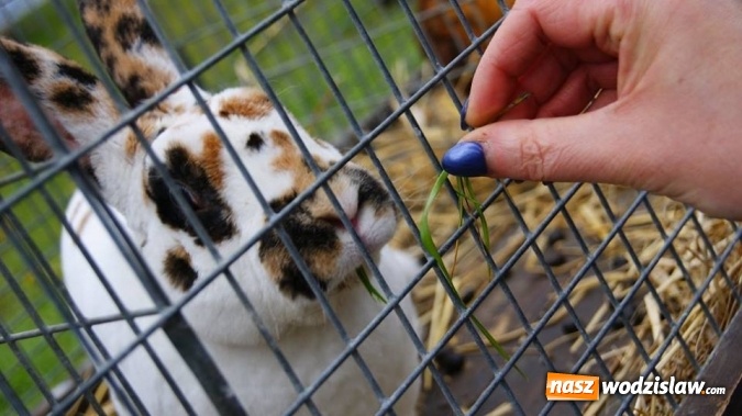 Zdjęcie w galerii na portalu naszwodzislaw.com: Pokaz zwierząt w Rodzinnym Parku Rozrywki wiadomości z regionu