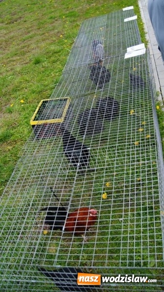 Zdjęcie w galerii na portalu naszwodzislaw.com: Pokaz zwierząt w Rodzinnym Parku Rozrywki wiadomości z regionu