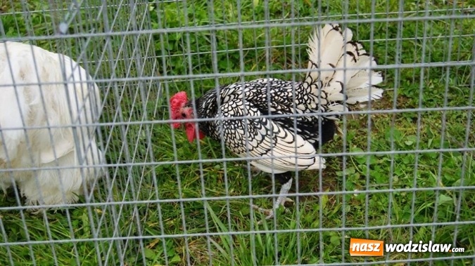 Zdjęcie w galerii na portalu naszwodzislaw.com: Pokaz zwierząt w Rodzinnym Parku Rozrywki wiadomości z regionu