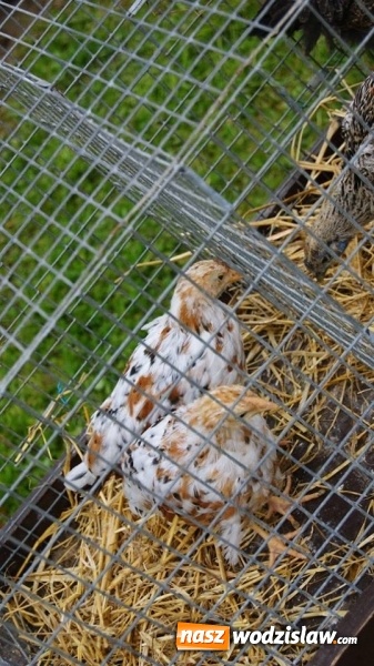 Zdjęcie w galerii na portalu naszwodzislaw.com: Pokaz zwierząt w Rodzinnym Parku Rozrywki wiadomości z regionu