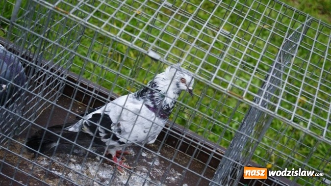 Zdjęcie w galerii na portalu naszwodzislaw.com: Pokaz zwierząt w Rodzinnym Parku Rozrywki wiadomości z regionu