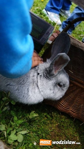 Zdjęcie w galerii na portalu naszwodzislaw.com: Pokaz zwierząt w Rodzinnym Parku Rozrywki wiadomości z regionu