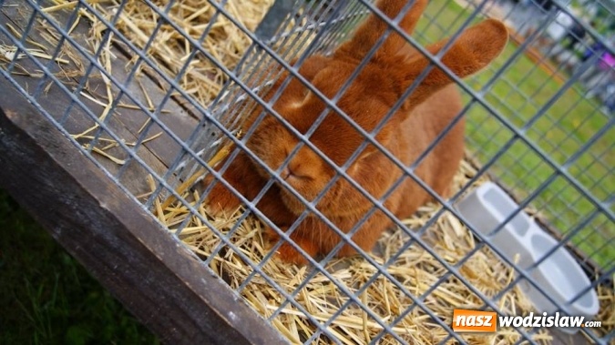 Zdjęcie w galerii na portalu naszwodzislaw.com: Pokaz zwierząt w Rodzinnym Parku Rozrywki wiadomości z regionu