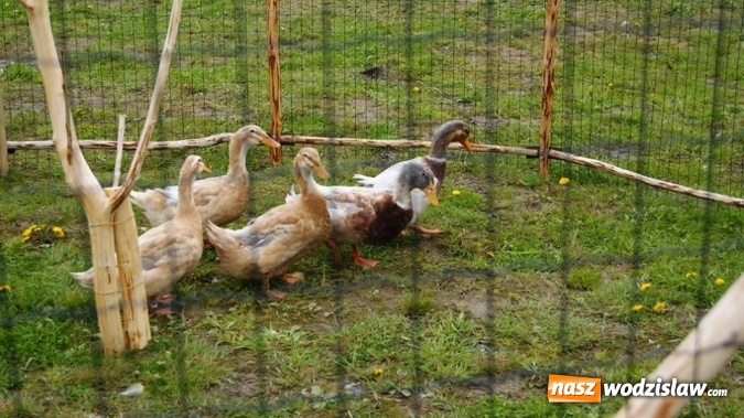 Zdjęcie w galerii na portalu naszwodzislaw.com: Pokaz zwierząt w Rodzinnym Parku Rozrywki wiadomości z regionu