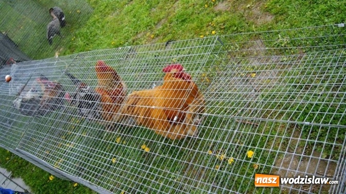 Zdjęcie w galerii na portalu naszwodzislaw.com: Pokaz zwierząt w Rodzinnym Parku Rozrywki wiadomości z regionu