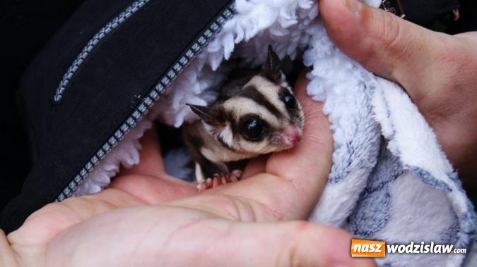 Zdjęcie w galerii na portalu naszwodzislaw.com: Pokaz zwierząt w Rodzinnym Parku Rozrywki wiadomości z regionu