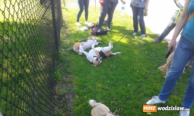 Zdjęcie w galerii na portalu naszwodzislaw.com: 