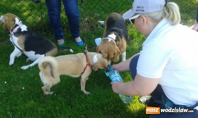 Zdjęcie w galerii na portalu naszwodzislaw.com: 