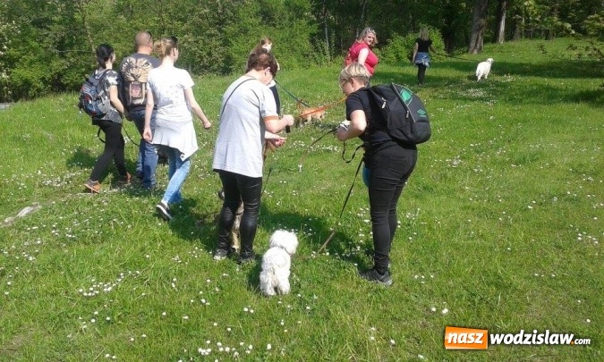 Zdjęcie w galerii na portalu naszwodzislaw.com: 