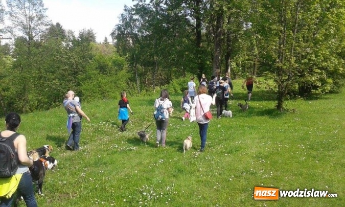 Zdjęcie w galerii na portalu naszwodzislaw.com: 