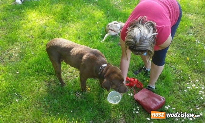 Zdjęcie w galerii na portalu naszwodzislaw.com: 