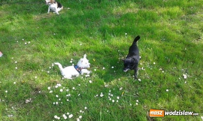 Zdjęcie w galerii na portalu naszwodzislaw.com: 