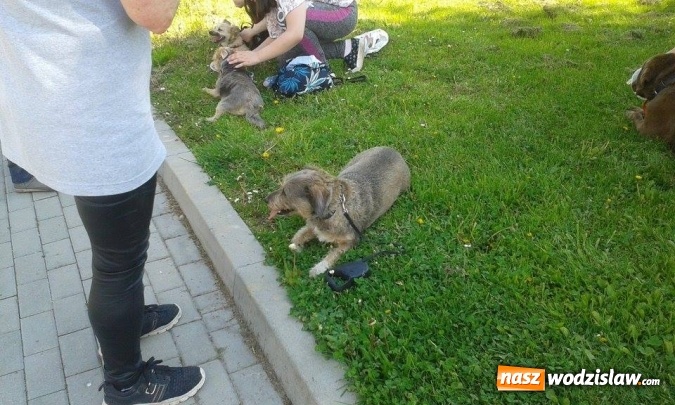 Zdjęcie w galerii na portalu naszwodzislaw.com: 