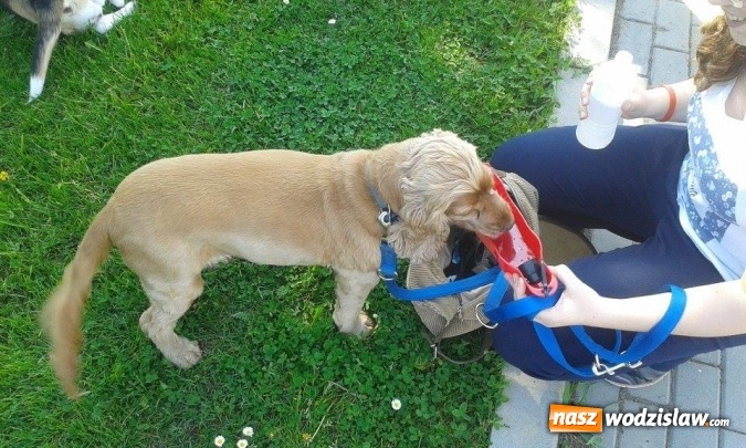 Zdjęcie w galerii na portalu naszwodzislaw.com: 