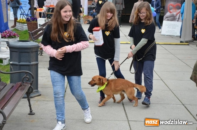 Zdjęcie w galerii na portalu naszwodzislaw.com: Festiwal Organizacji Pozarządowych już za nami! wiadomości z regionu