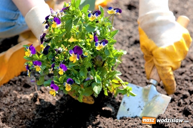 Zdjęcie w galerii na portalu naszwodzislaw.com: Zbierz sąsiadów i zmień swoje osiedle w zielony zakątek. Rusza kolejna edycja konkursu Zielona Ławeczka  wiadomości z regionu