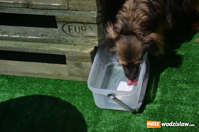 Zdjęcie w galerii na portalu naszwodzislaw.com: Radlin: Pierwsze śniadanie na trawie za nami wiadomości z regionu