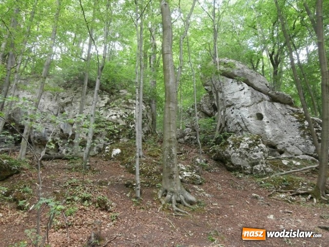 Zdjęcie w galerii na portalu naszwodzislaw.com: Podziwiali uroki Jury Krakowsko-Częstochowskiej  wiadomości z regionu
