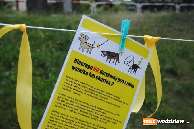 Zdjęcie w galerii na portalu naszwodzislaw.com: W Radlinie psy obchodziły swoje święto. Przygotowano nawet... tort  wiadomości z regionu