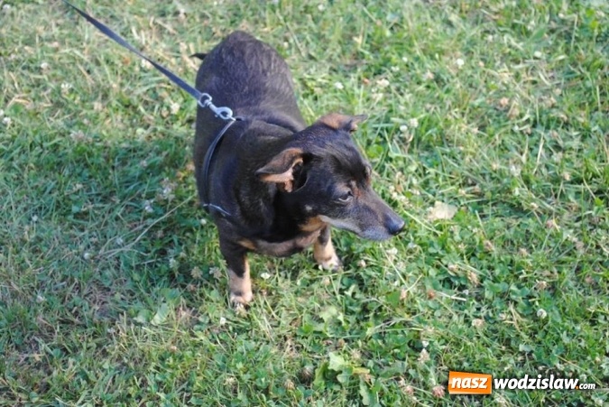 Zdjęcie w galerii na portalu naszwodzislaw.com: W Radlinie psy obchodziły swoje święto. Przygotowano nawet... tort  wiadomości z regionu