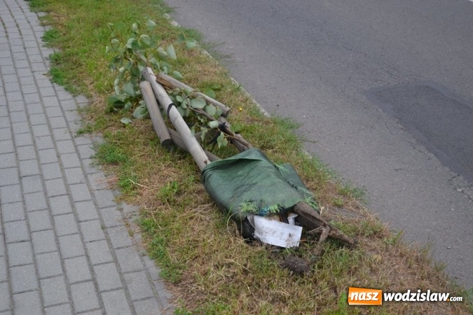 Zdjęcie w galerii na portalu naszwodzislaw.com: Radlin: wandalizmu ciąg dalszy. Zniszczyli nasadzenia wzdłuż Rymera wiadomości z regionu