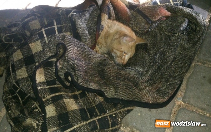 Zdjęcie w galerii na portalu naszwodzislaw.com: Pożar na Rydułtowskiej w Radlinie. Z płonącego budynku wyniesiono kota wiadomości z regionu