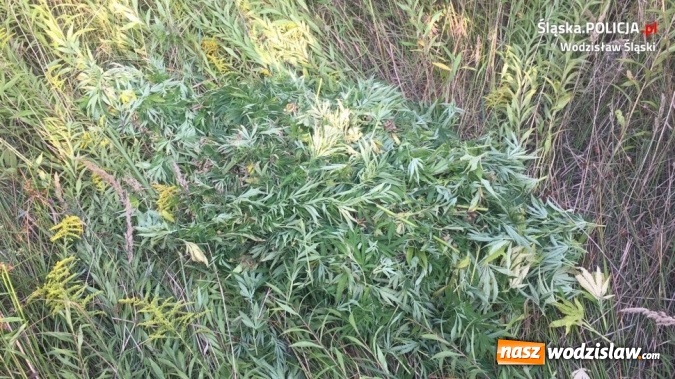 Zdjęcie w galerii na portalu naszwodzislaw.com: Mszana: ujawniono ponad 10 kg pociętych krzewów marihuany  wiadomości z regionu