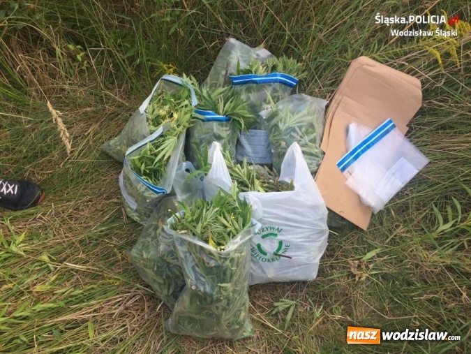 Zdjęcie w galerii na portalu naszwodzislaw.com: Mszana: ujawniono ponad 10 kg pociętych krzewów marihuany  wiadomości z regionu