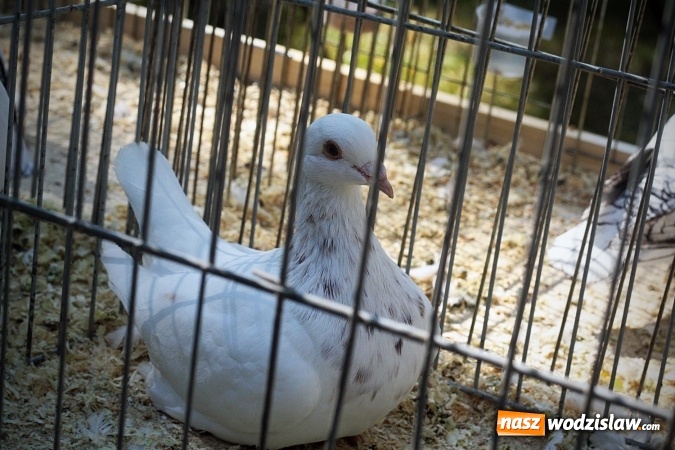 Zdjęcie w galerii na portalu naszwodzislaw.com: Wystawa drobnego inwentarza w Radlinie. Ponad 1000 zwierząt w jednym miejscu. ZDJĘCIA  wiadomości z regionu