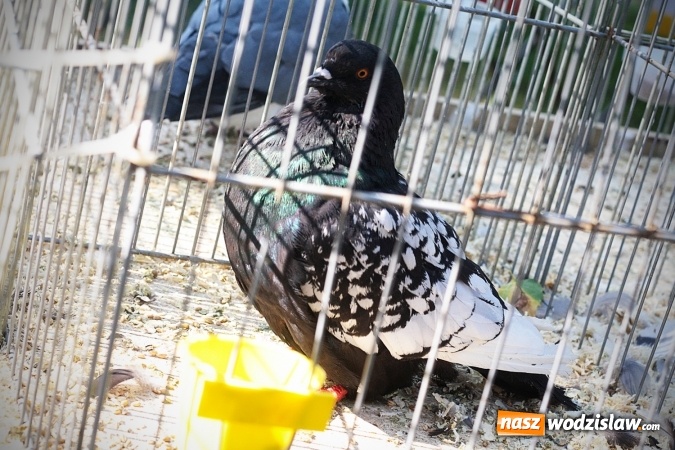 Zdjęcie w galerii na portalu naszwodzislaw.com: Wystawa drobnego inwentarza w Radlinie. Ponad 1000 zwierząt w jednym miejscu. ZDJĘCIA  wiadomości z regionu