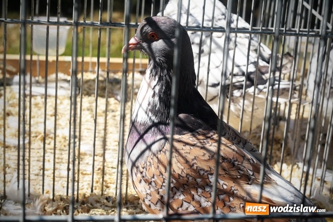 Zdjęcie w galerii na portalu naszwodzislaw.com: Wystawa drobnego inwentarza w Radlinie. Ponad 1000 zwierząt w jednym miejscu. ZDJĘCIA  wiadomości z regionu