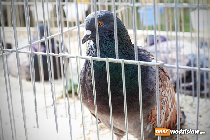 Zdjęcie w galerii na portalu naszwodzislaw.com: Wystawa drobnego inwentarza w Radlinie. Ponad 1000 zwierząt w jednym miejscu. ZDJĘCIA  wiadomości z regionu