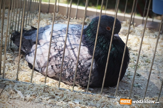 Zdjęcie w galerii na portalu naszwodzislaw.com: Wystawa drobnego inwentarza w Radlinie. Ponad 1000 zwierząt w jednym miejscu. ZDJĘCIA  wiadomości z regionu