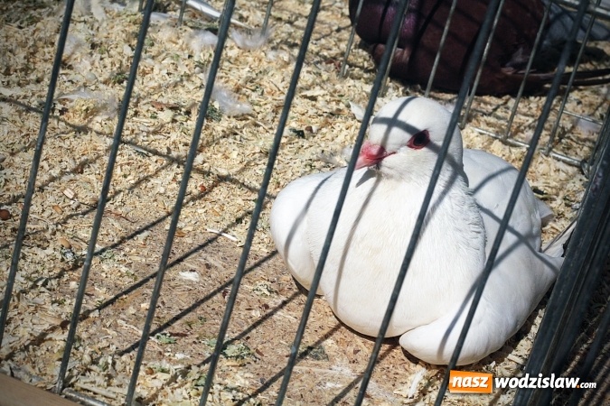 Zdjęcie w galerii na portalu naszwodzislaw.com: Wystawa drobnego inwentarza w Radlinie. Ponad 1000 zwierząt w jednym miejscu. ZDJĘCIA  wiadomości z regionu