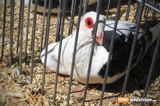 Zdjęcie w galerii na portalu naszwodzislaw.com: Wystawa drobnego inwentarza w Radlinie. Ponad 1000 zwierząt w jednym miejscu. ZDJĘCIA  wiadomości z regionu