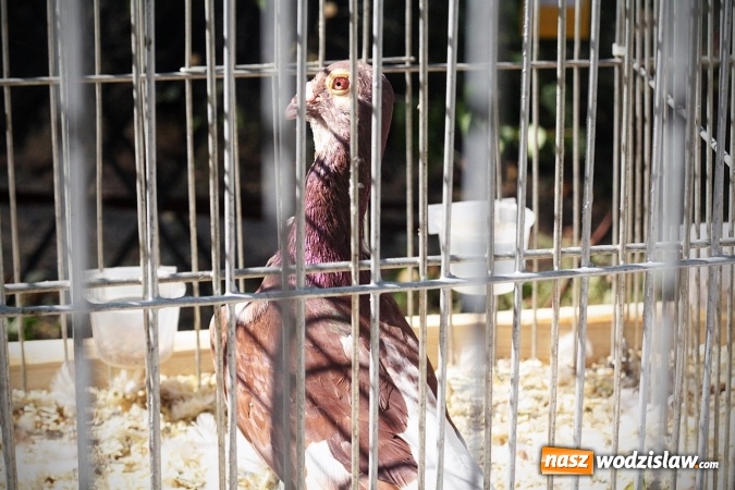 Zdjęcie w galerii na portalu naszwodzislaw.com: Wystawa drobnego inwentarza w Radlinie. Ponad 1000 zwierząt w jednym miejscu. ZDJĘCIA  wiadomości z regionu