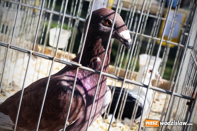 Zdjęcie w galerii na portalu naszwodzislaw.com: Wystawa drobnego inwentarza w Radlinie. Ponad 1000 zwierząt w jednym miejscu. ZDJĘCIA  wiadomości z regionu