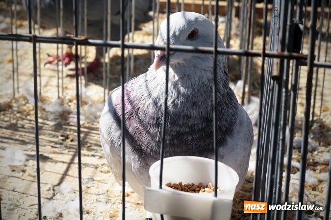 Zdjęcie w galerii na portalu naszwodzislaw.com: Wystawa drobnego inwentarza w Radlinie. Ponad 1000 zwierząt w jednym miejscu. ZDJĘCIA  wiadomości z regionu