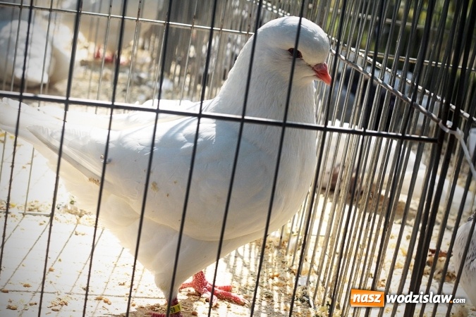 Zdjęcie w galerii na portalu naszwodzislaw.com: Wystawa drobnego inwentarza w Radlinie. Ponad 1000 zwierząt w jednym miejscu. ZDJĘCIA  wiadomości z regionu