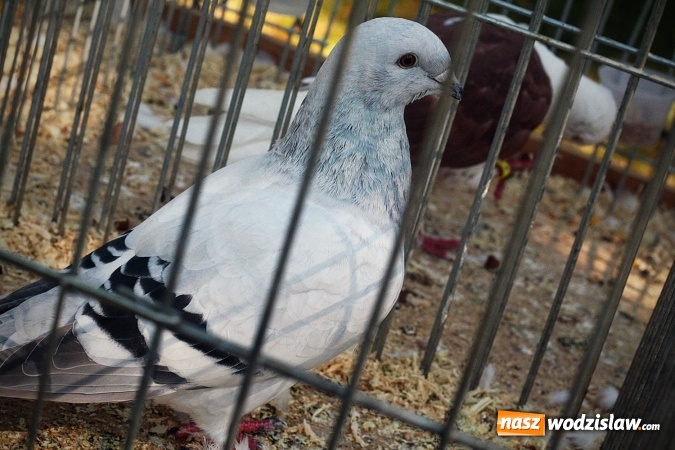 Zdjęcie w galerii na portalu naszwodzislaw.com: Wystawa drobnego inwentarza w Radlinie. Ponad 1000 zwierząt w jednym miejscu. ZDJĘCIA  wiadomości z regionu