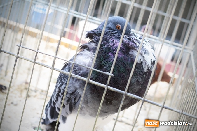 Zdjęcie w galerii na portalu naszwodzislaw.com: Wystawa drobnego inwentarza w Radlinie. Ponad 1000 zwierząt w jednym miejscu. ZDJĘCIA  wiadomości z regionu